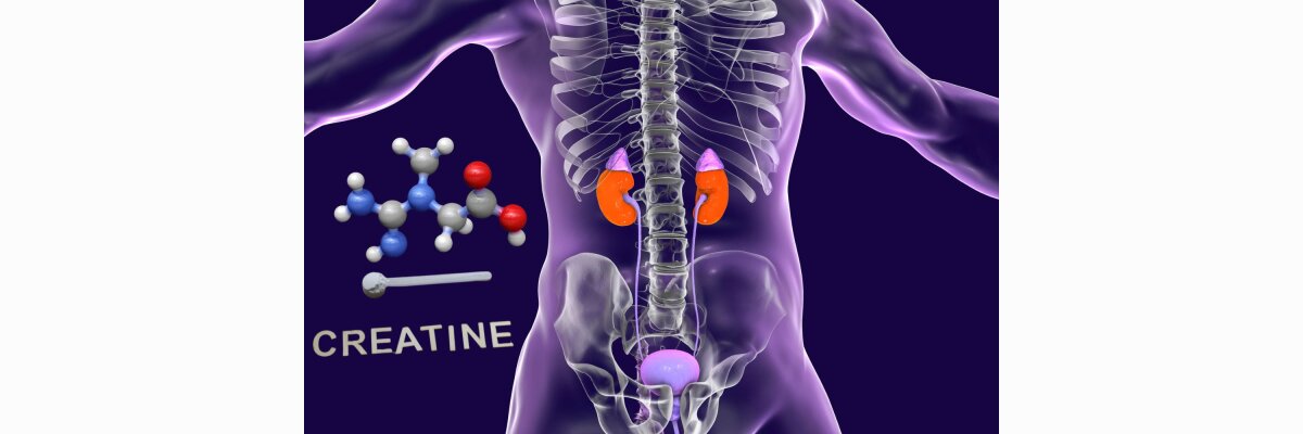 Ist Kreatin schädlich für die Nieren? Mythen, Fakten &amp; aktuelle Studien - Ist Kreatin schädlich für die Nieren? Mythen, Fakten &amp; Studien